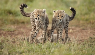 Tanzania: when to go
