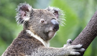 Family holidays to Australia