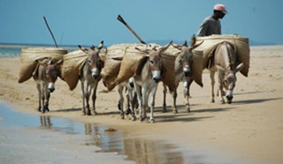 Lamu & the coast
