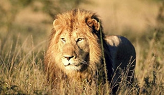 Botswana for Teens