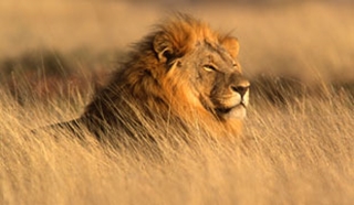 Africa safari & wildlife vacations