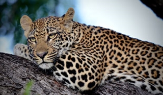 South Africa Safari Guide