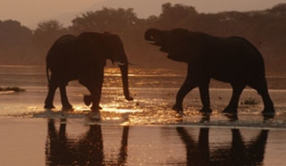 Why go on safari in November