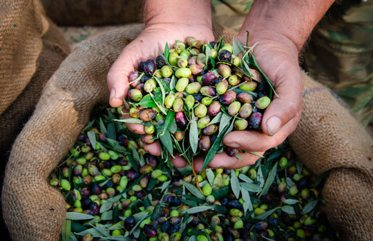 Learn with Local Olive Producers