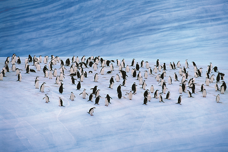 Penguins in Antarctica