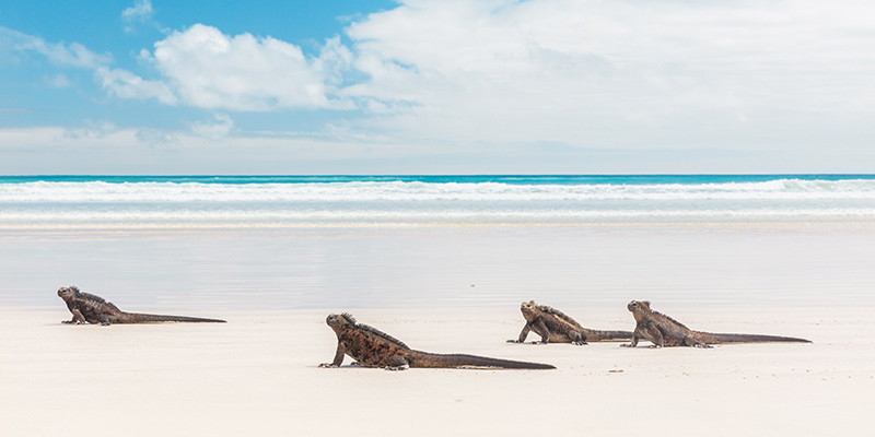 Iguanas sitting on the beach