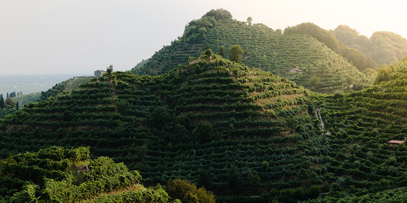 Terraced hills covered in grape vines