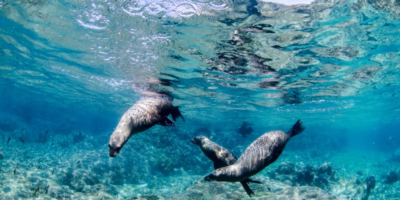 Seals underwater
