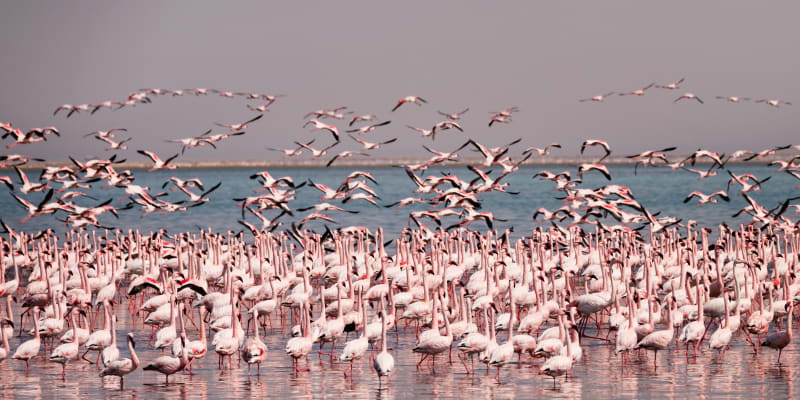 Flock of flamingos in Kenya taking flight