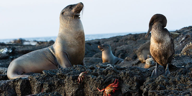 A flightless cormorant and a seal on the beach