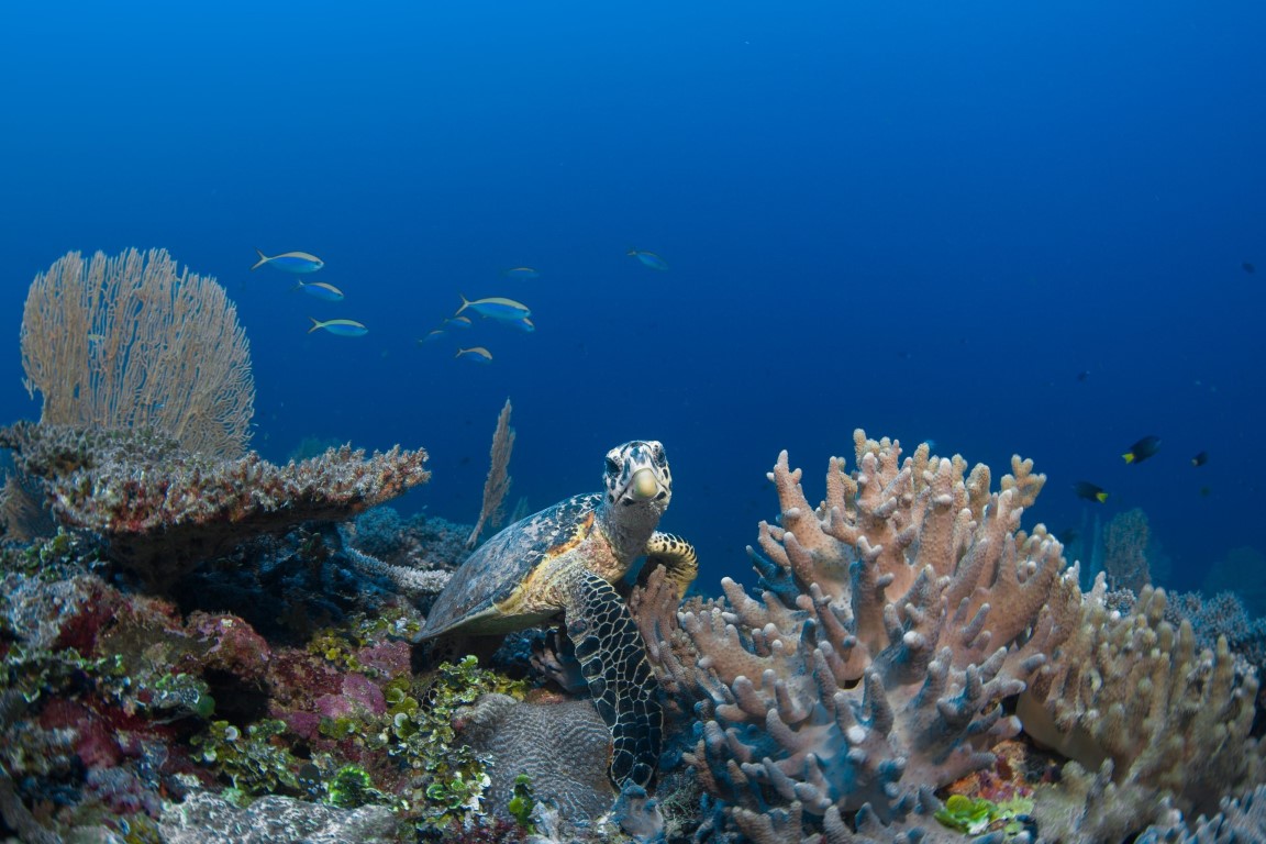 Turtle swimming near a coral reef in the Maldives