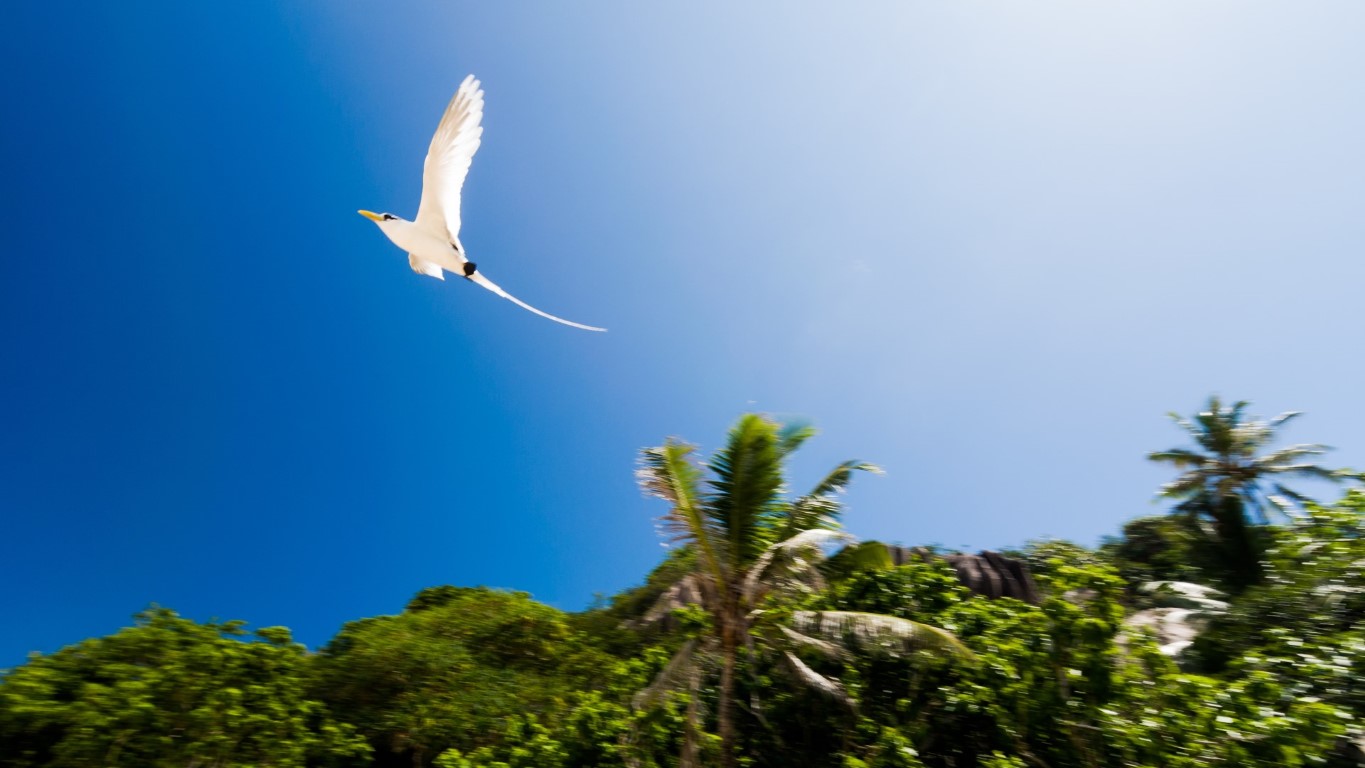 White tailed tropicbird mid flight