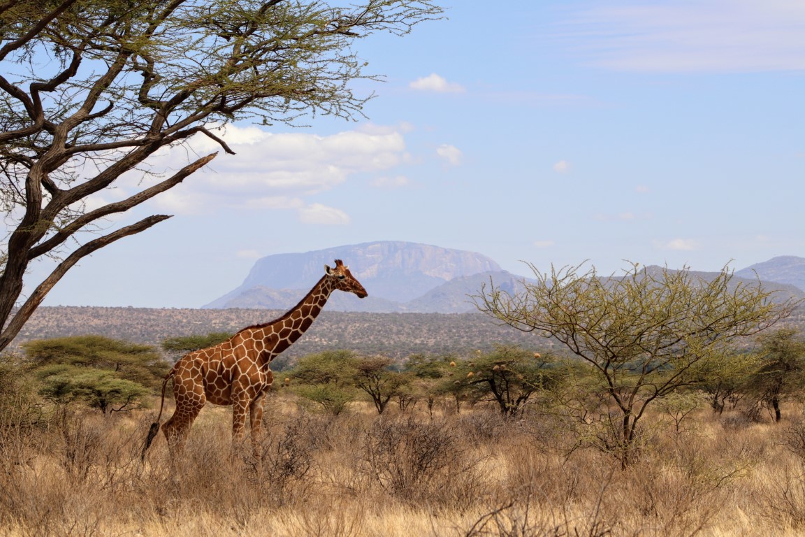 A reticulated giraffe in Samburu