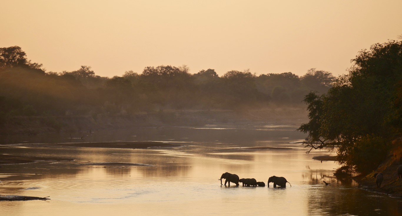 Elephants in South Luangwa National Park, Zambia
