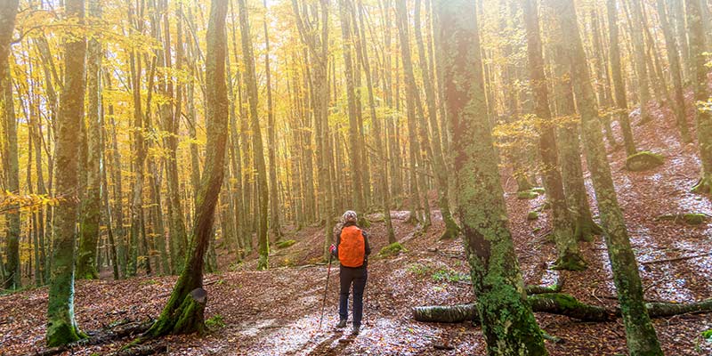 A hiker standing in a forest