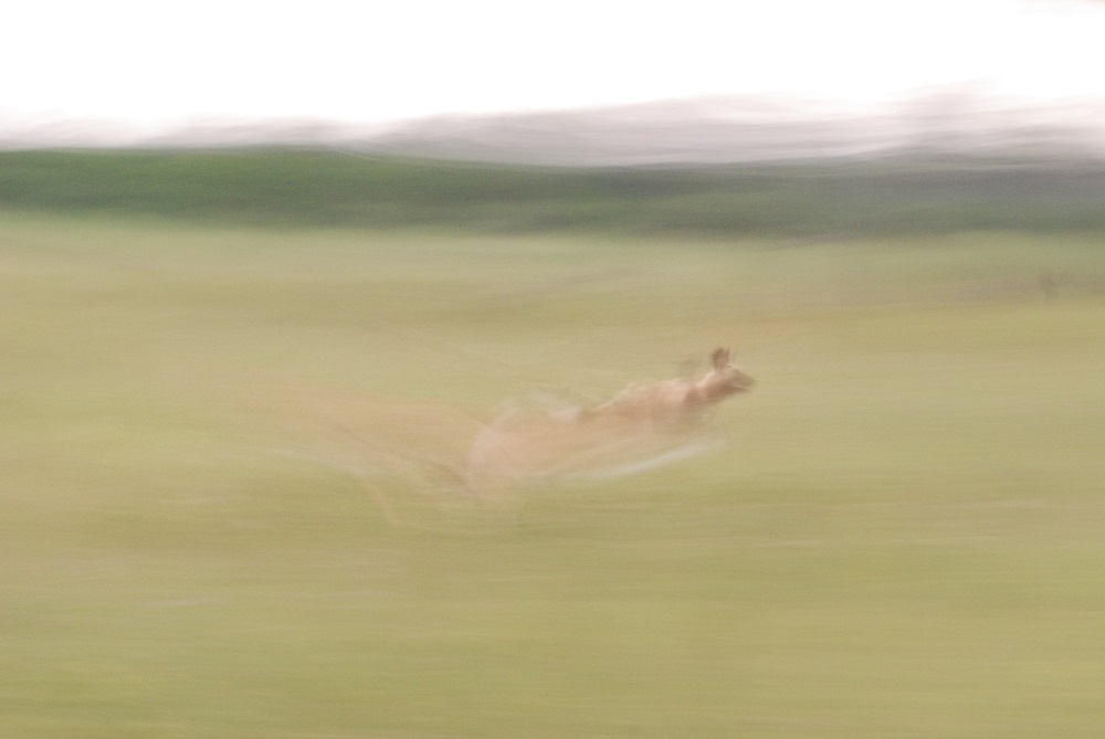 Wild dogs
