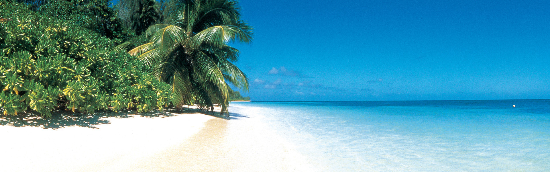 Beach and palm trees