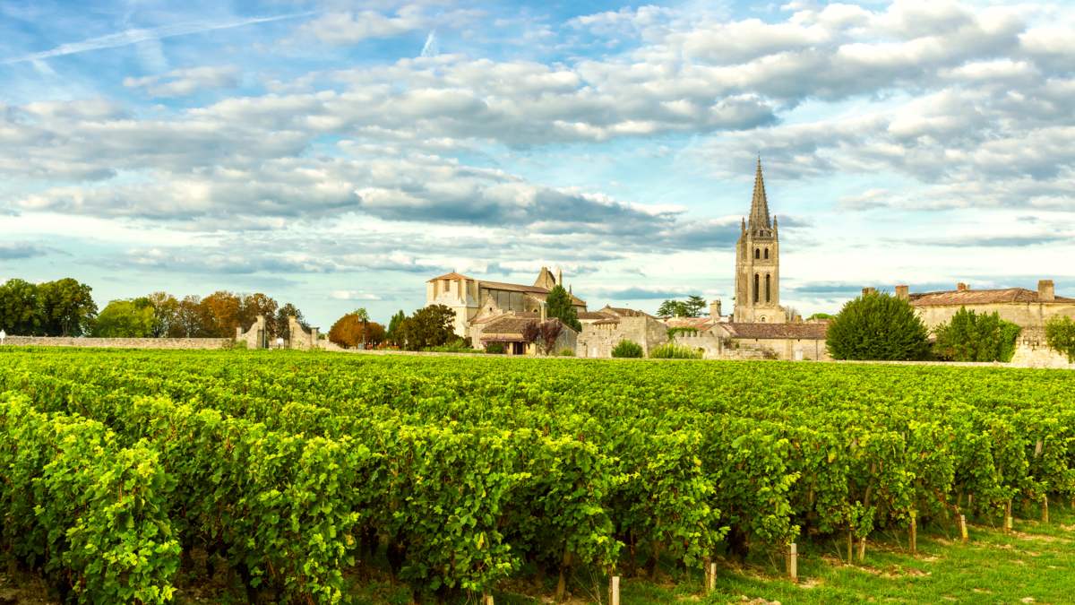 Vineyard in Bordeaux with church spire in the background