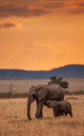 Elephants in Kenya during sunset