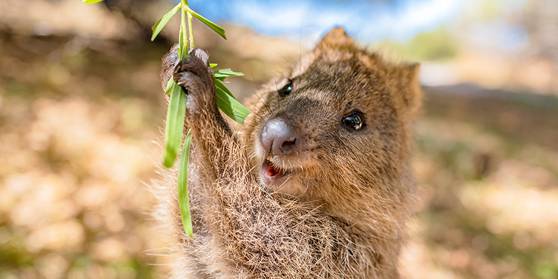 Happy quokka with leaves on Rottnest Island, Western Australia
