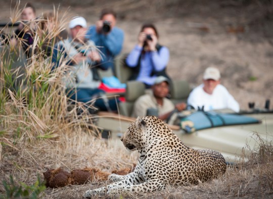 kruger-game-drive-with-leopard-in-foreground