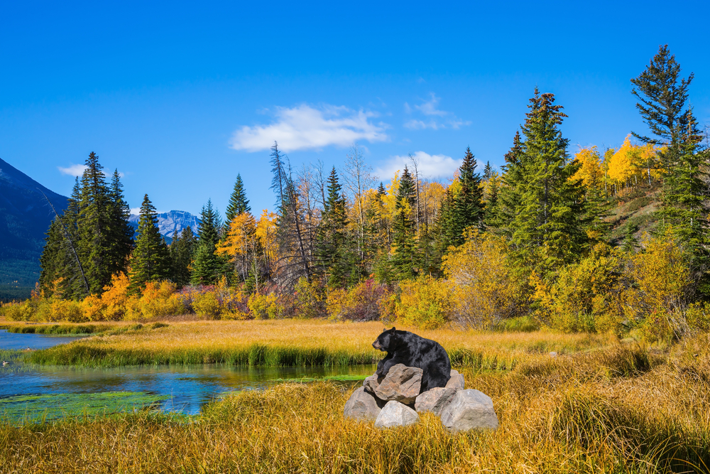 Black Bear beside a lake