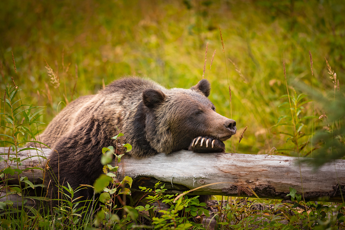 Grizzly Bear lounging on a log