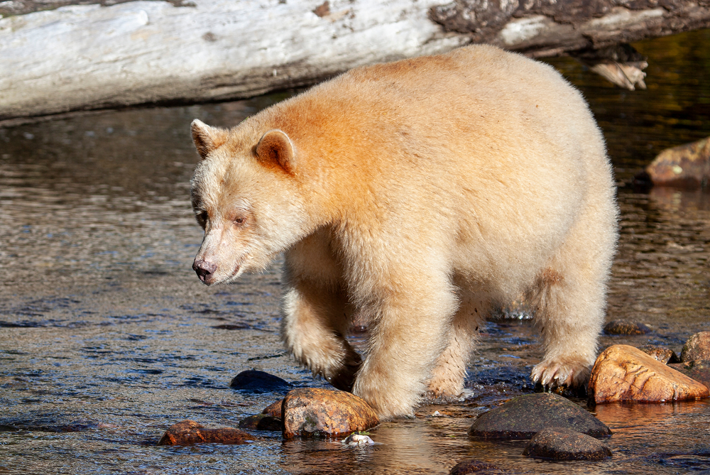 Kermode Bear hunting for food