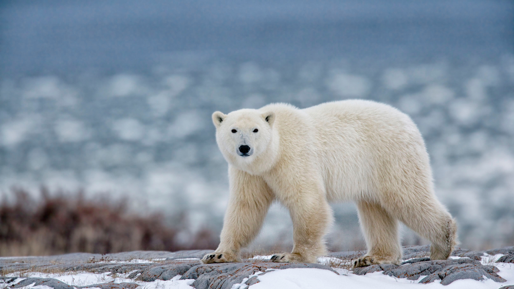 Polar Bear walking across the landscape