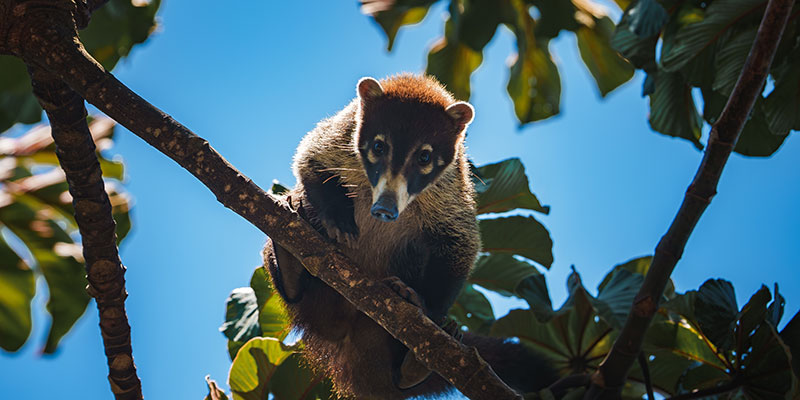 Animal in tree