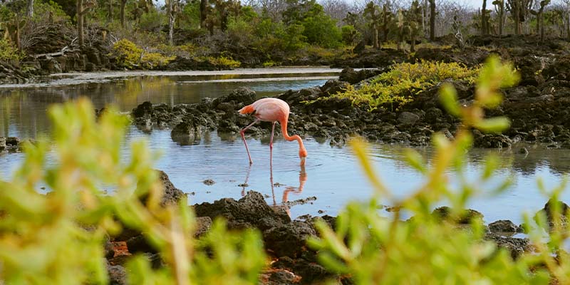 A flamingo eating from the water