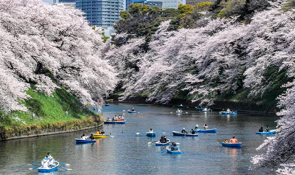 People in kayaks going down a cherry blossom lined river