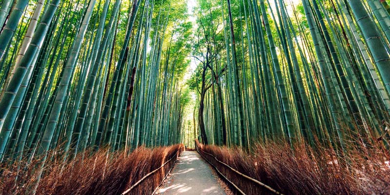 Arashiyama Bamboo Grove & Monkey Park, Kyoto