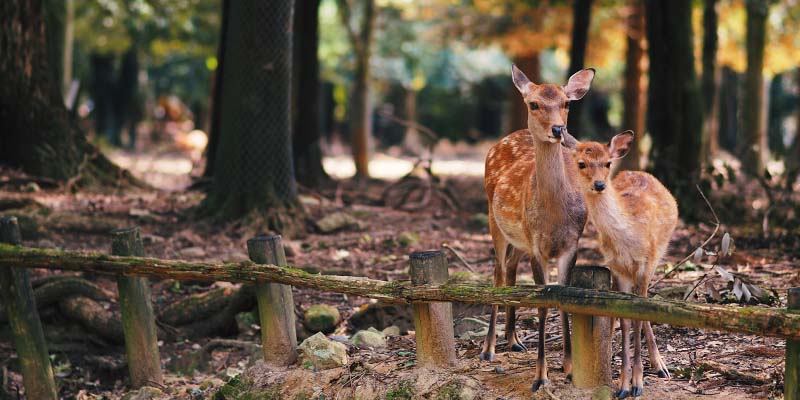Nara Deer Park