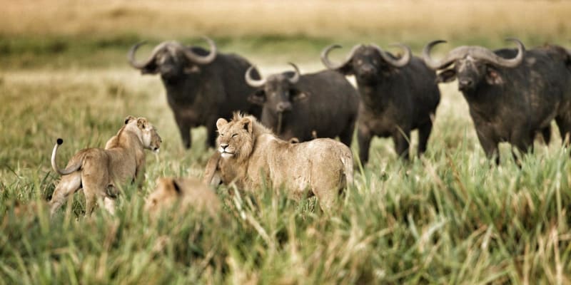 Lions and African buffalo in the Maasai Mara