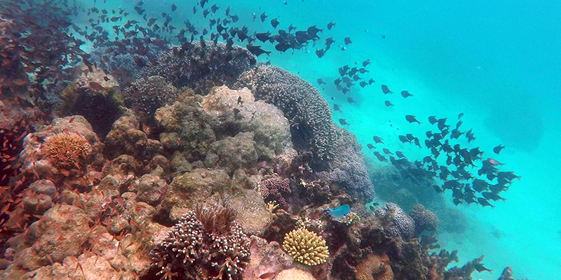 Underwater photo of a school of fish swimming through the colourful coral reef of Diani Beach in Kenya, Africa