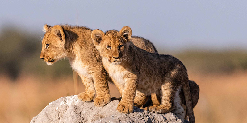 Wildlife in Kenya