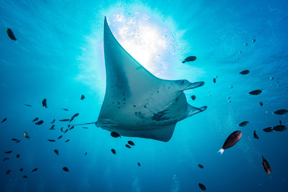 Manta Ray in the ocean