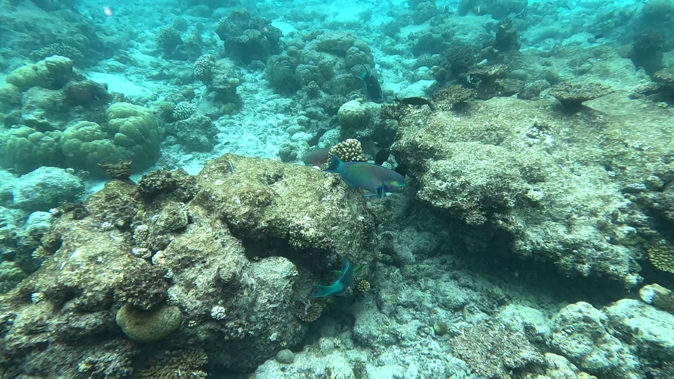 parrotfish near the coral reef 