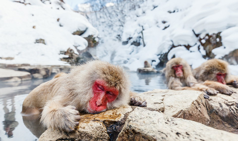 Snow monkeys resting on a rock while bathing in the hot springs