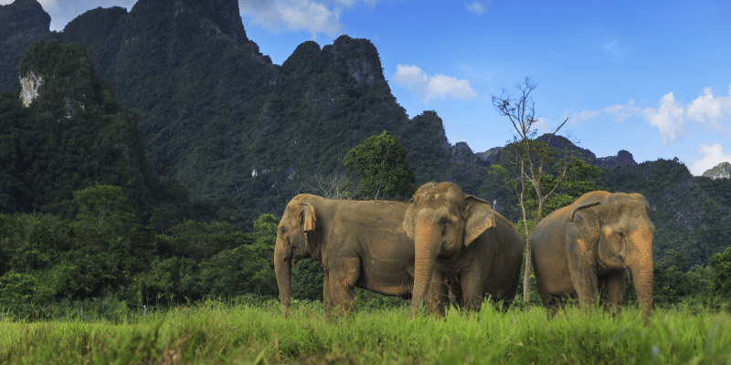 Elephants in Khao Sok National Park