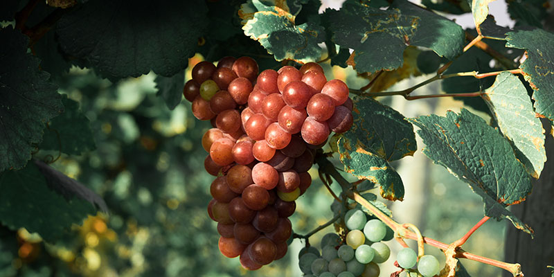 The Best Wine Regions in Italy