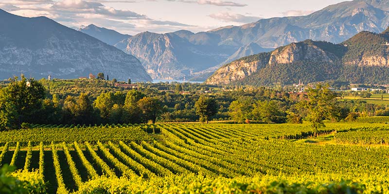 Mountains overlooking wine vineyards