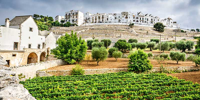 Buildings overlooking a vineyard