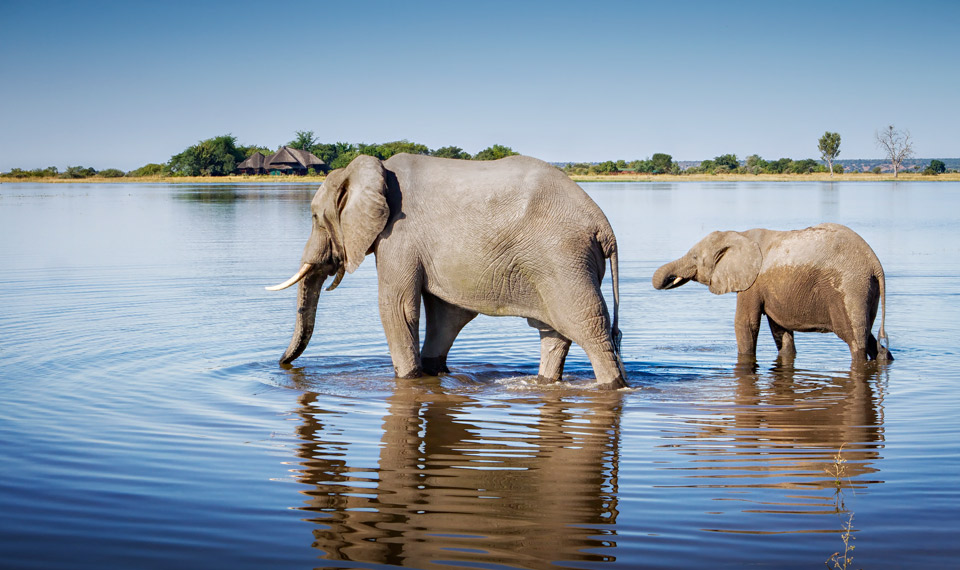 Chobe National Park, Botswana