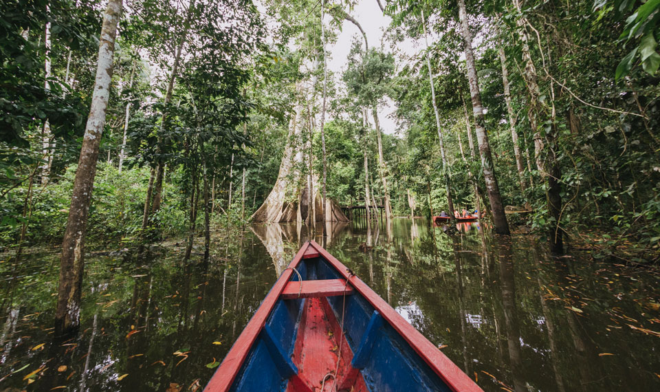 The Amazon Rainforest