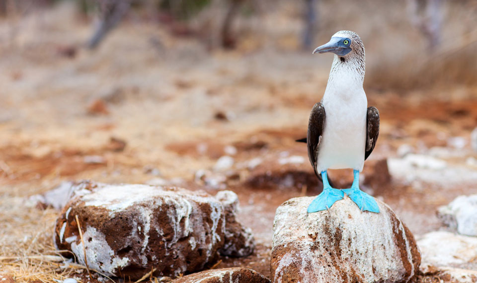 Galapagos Islands