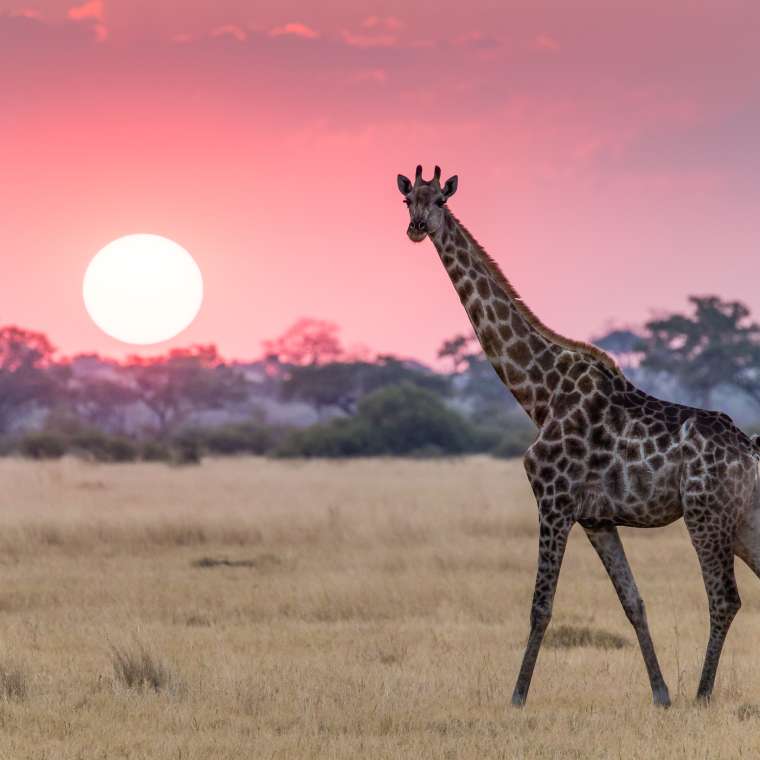 a giraffe at sunset