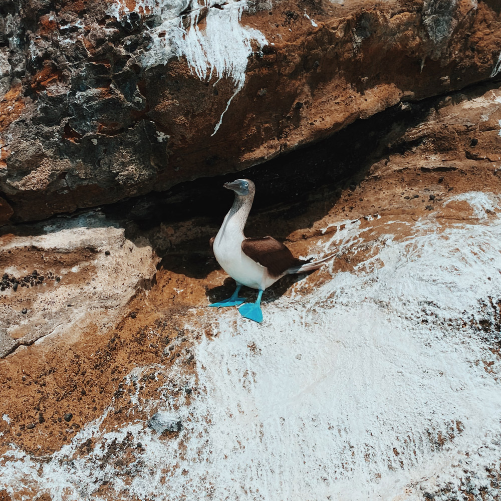 Galapagos Islands