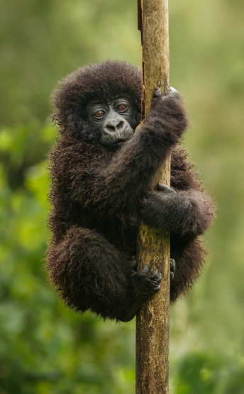 Baby gorilla in a tree in Rwanda